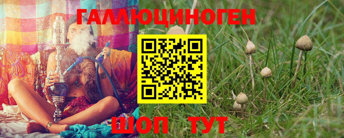Псилоцибиновые грибы Psilocybe Шарыпово
